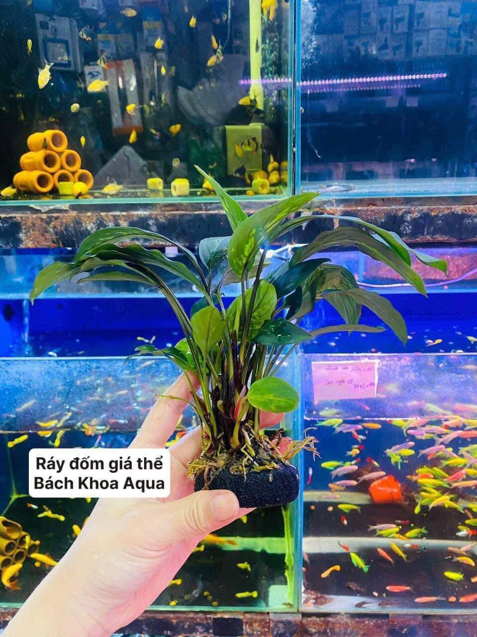 Ráy đốm giá thể